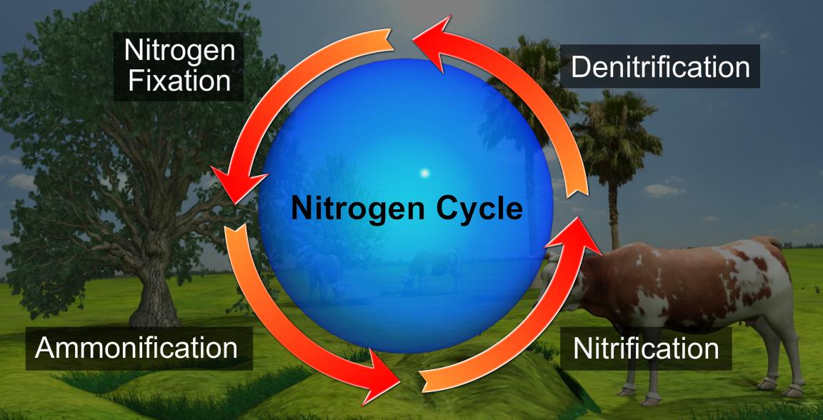 what-happens-during-ammonification-youtube